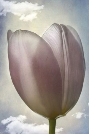 4468_Lotte Christina Andersen_Tulips_in_the_sky_1-3